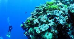 Scuba diving on Heron Island
