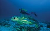 Scuba diving on Heron Island