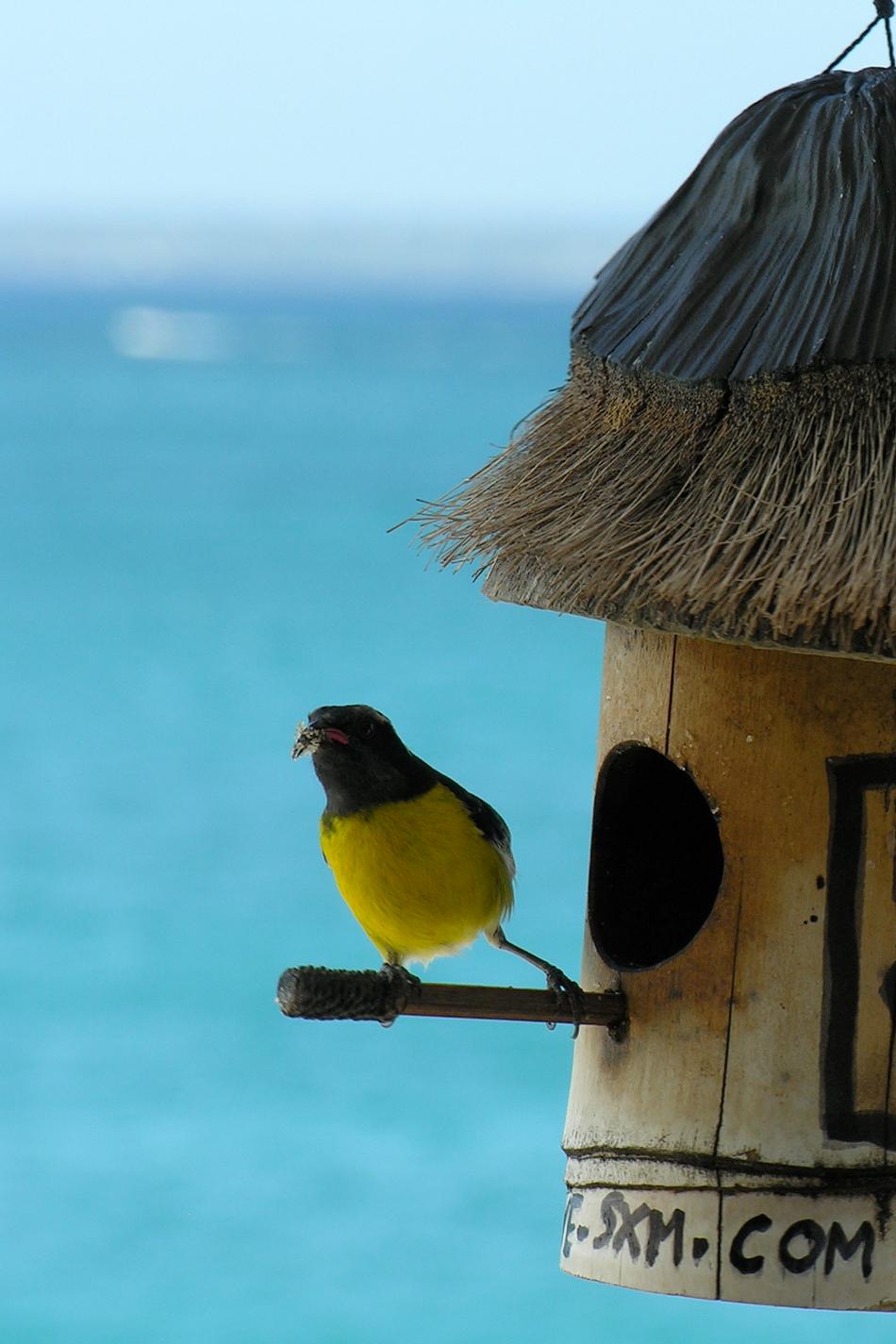 Love hotel in Saint Martin
