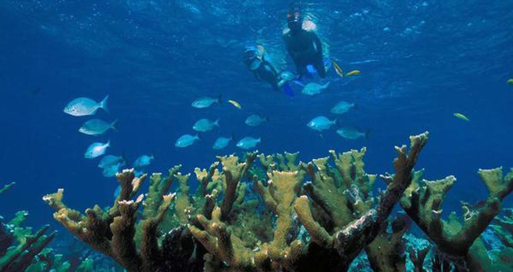 Snorkelers on Elkhorn Coral