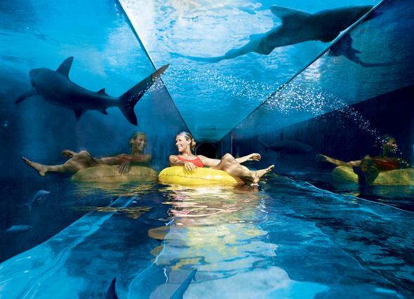 Shark attack slide