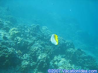 Snorkeling