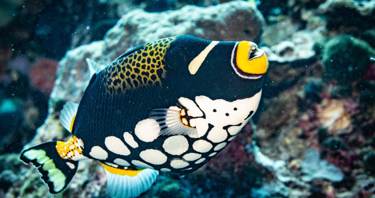 Hawaii scuba diving