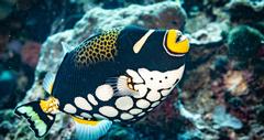 Hawaii scuba diving