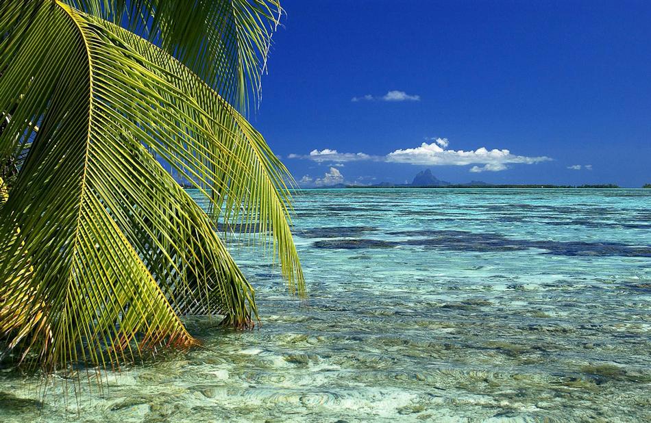 Palm trees in the water
